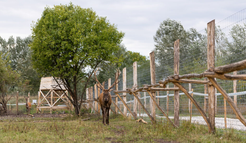 deer inside their tall wood and wire fence 