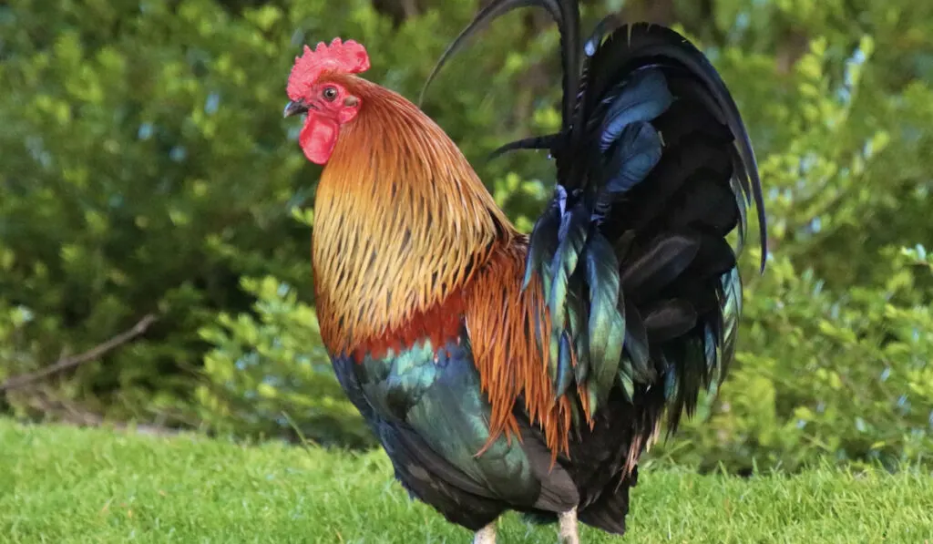 derbyshire redcap chicken on meadow 