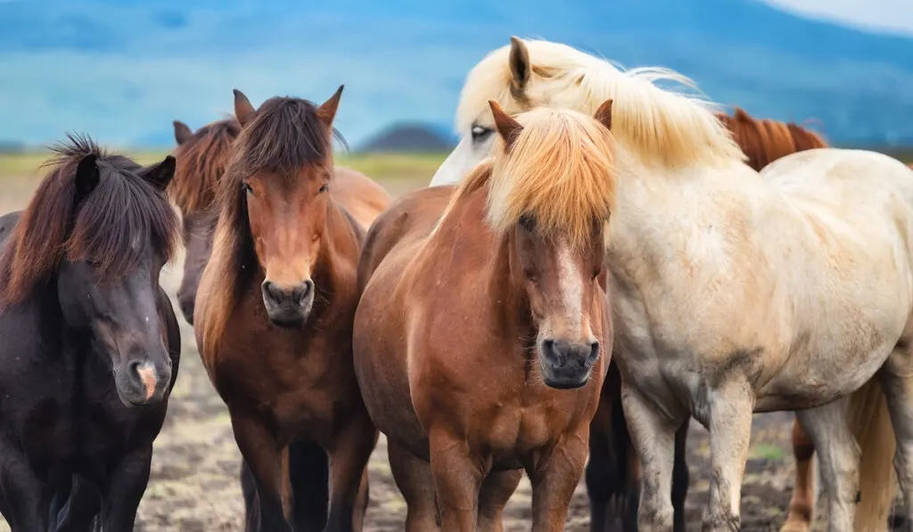 different kind of wild horses in iceland