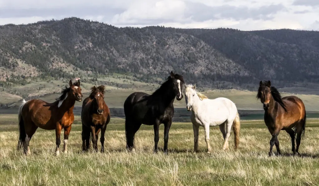 different kind of wild mustangs in open grass field 