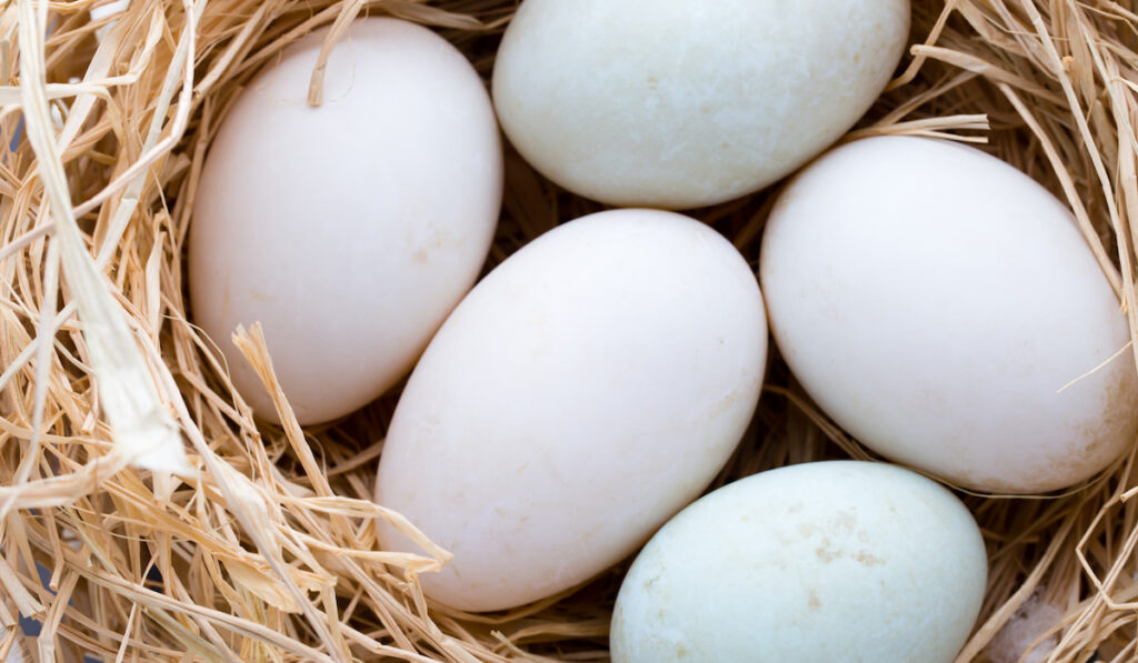 different sizes of duck eggs on nest -