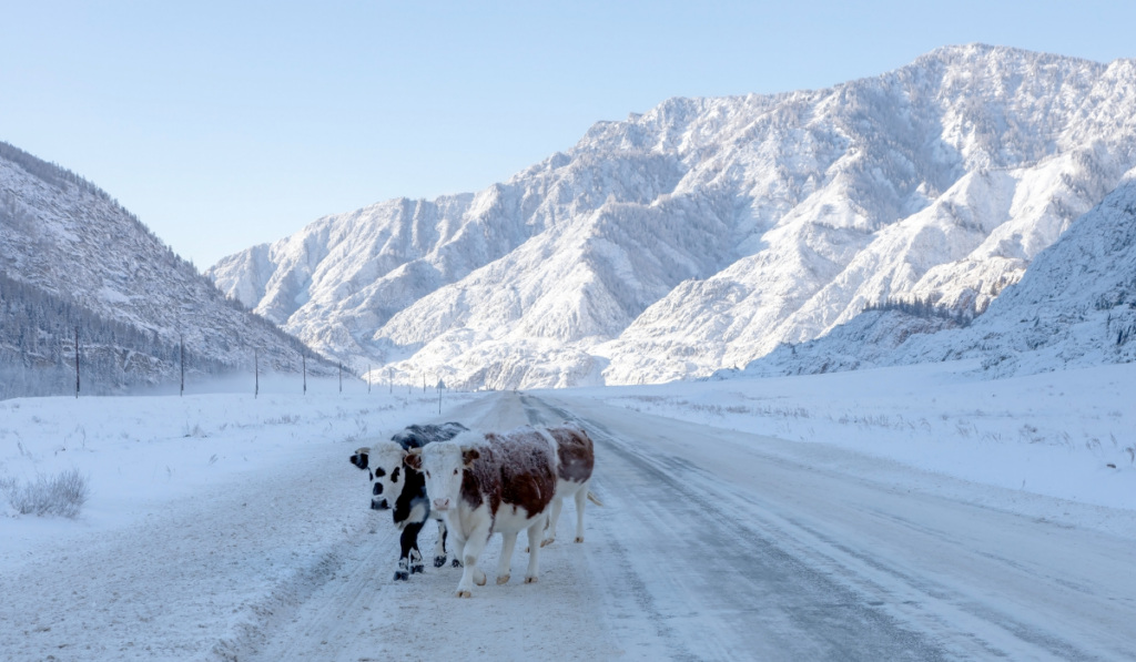 cows under snow filled mountain