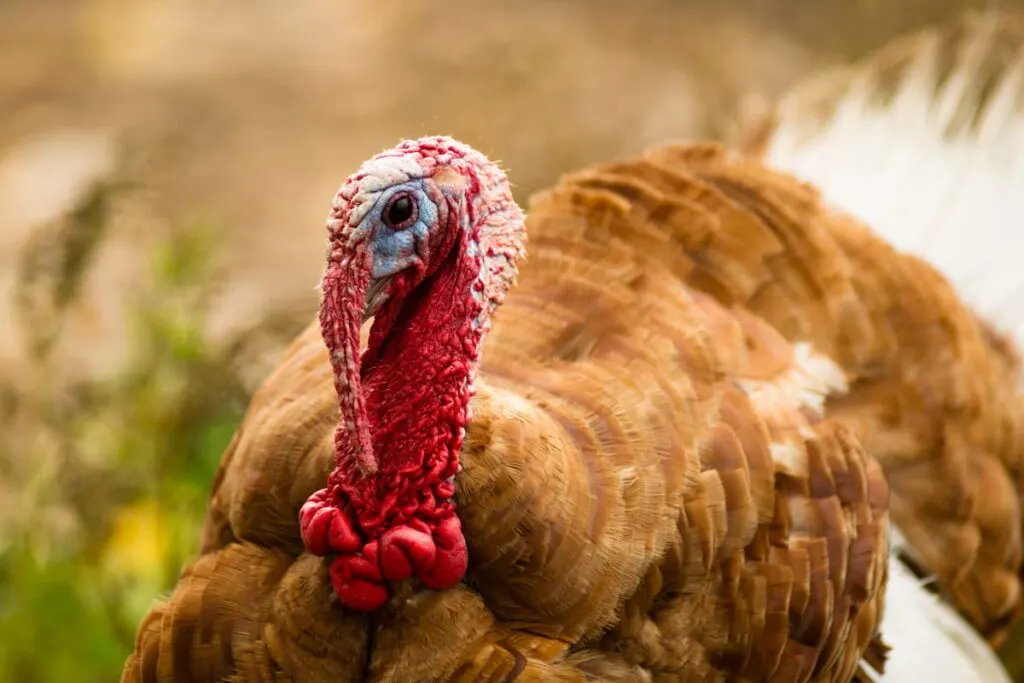 domestic farm turkey standing in close up photo