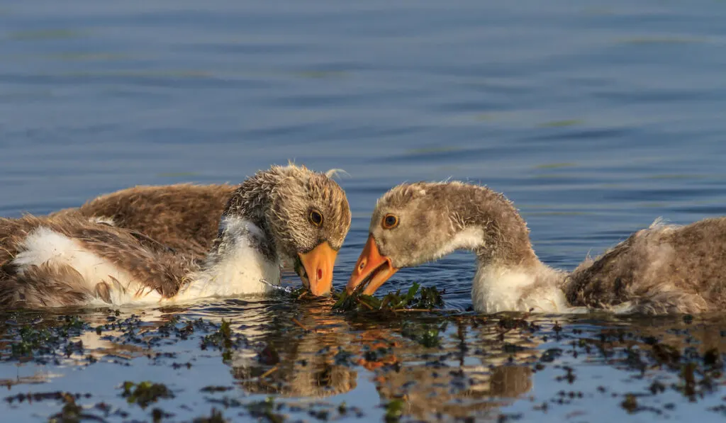 domestic geese chicks on the lake 