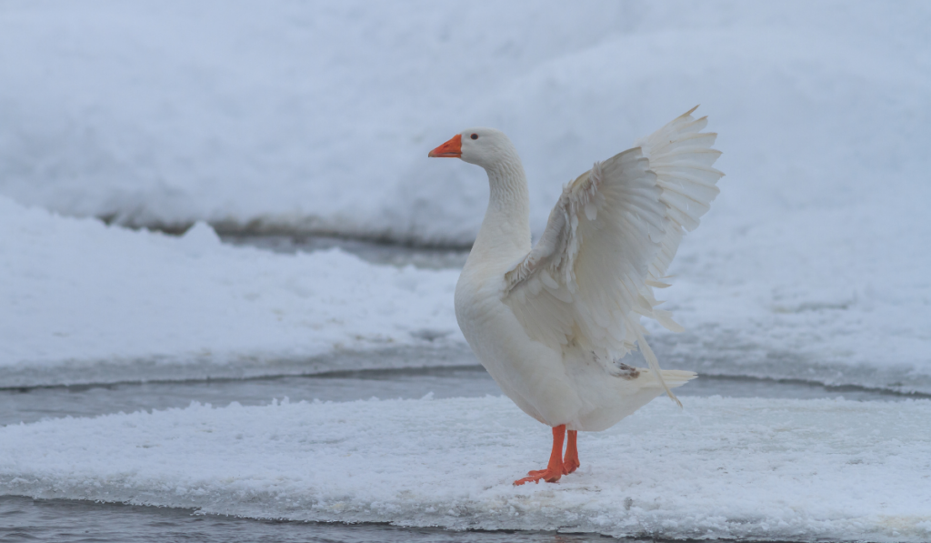 goose in a river during winter