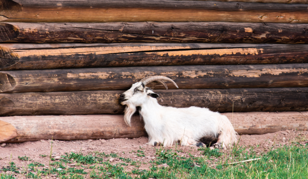 domestic goat lies next to a log house