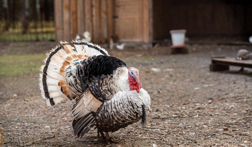domestic turkey on the farm 