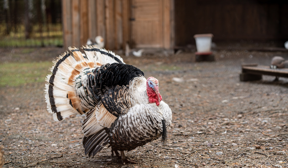 Can a turkey lay eggs every day?