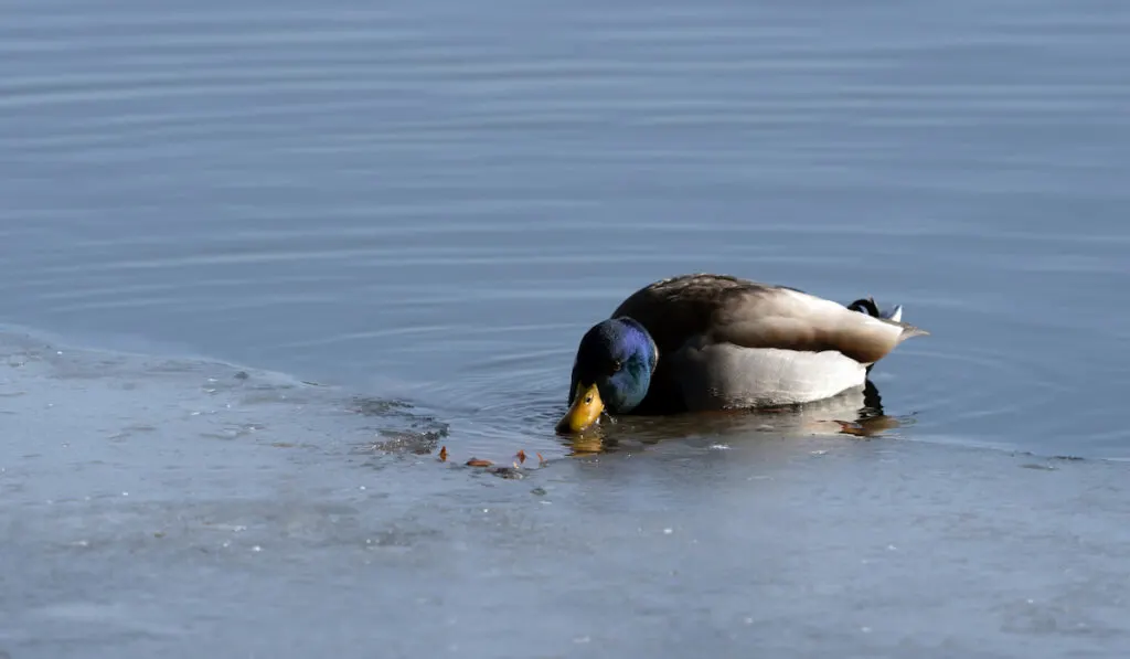 duck drinks the water at frozen Danube 