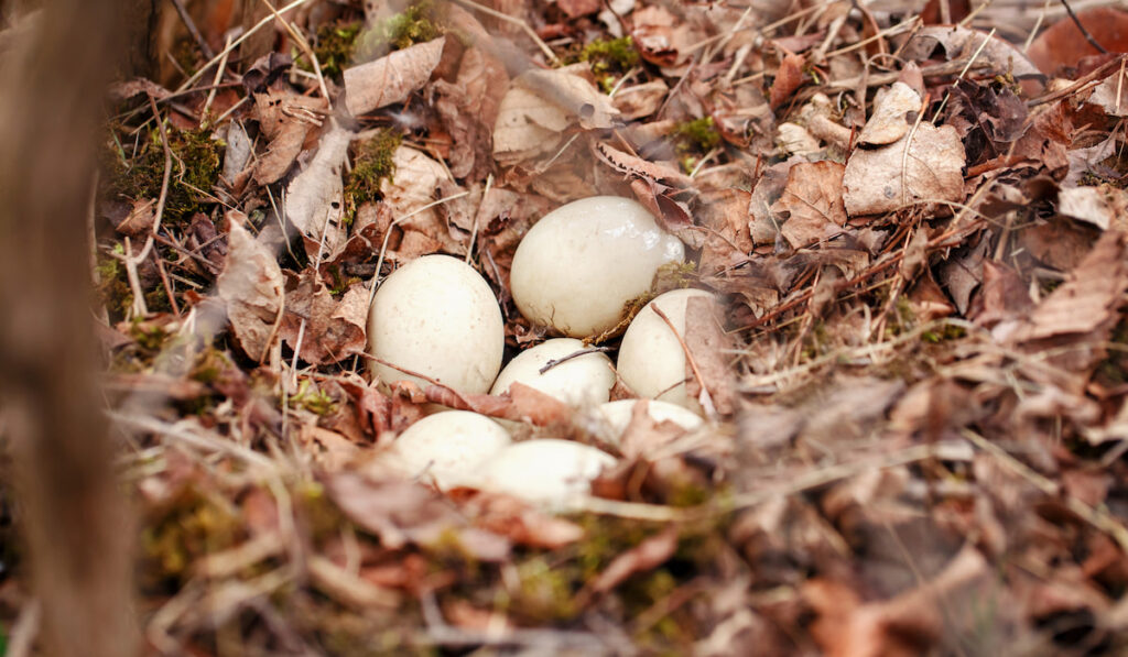 duck eggs lying in nest in forest park outdoor