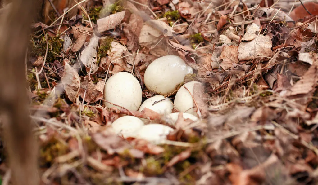 duck eggs in a nest in a forest park