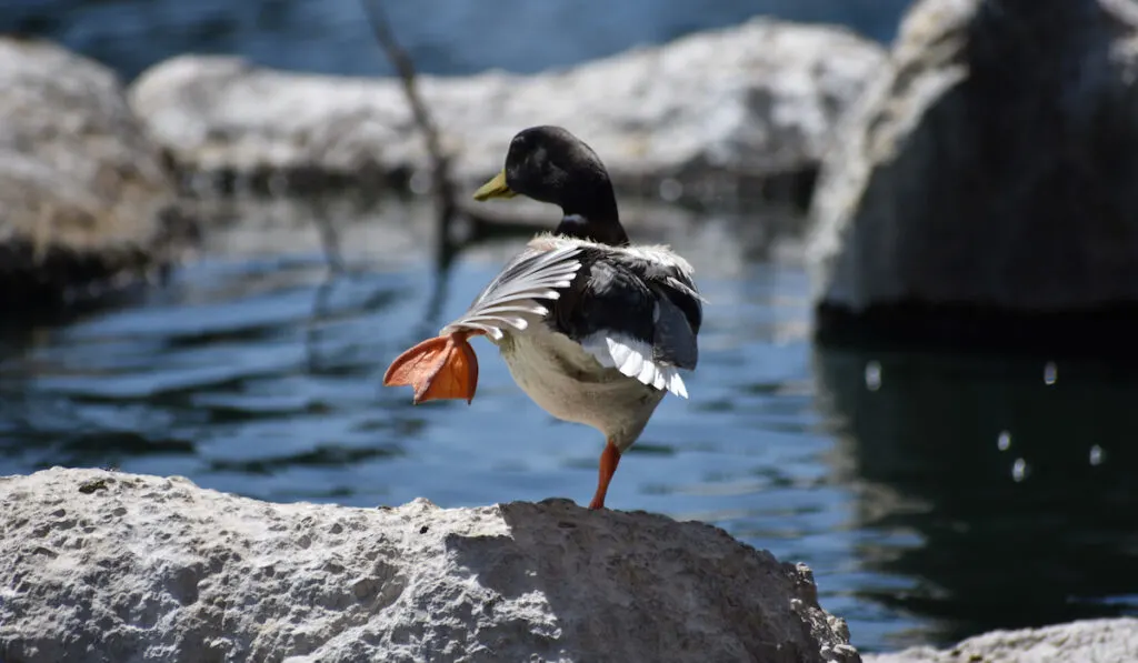 duck shaking its body while standing on a stone near pond 