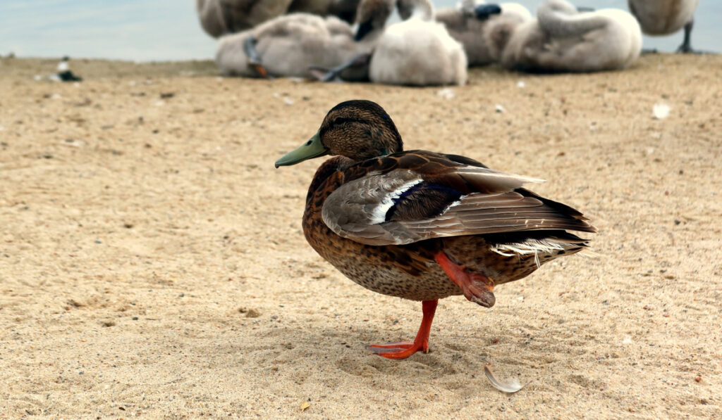duck standing on one leg with foot issue