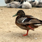 7 Reasons Your Duck Is Limping (and how to help)
