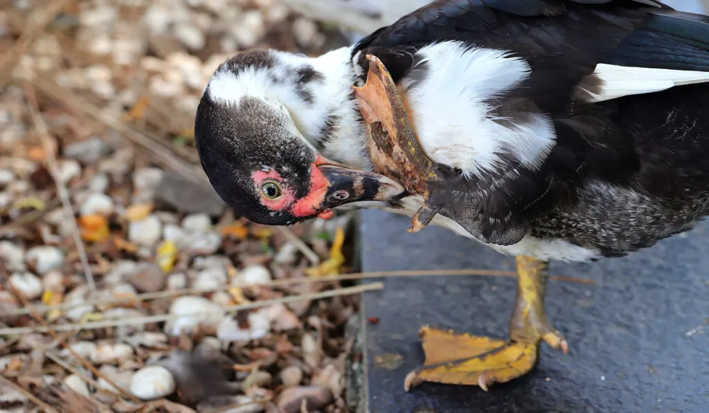 duck standing on one leg with one foot injured