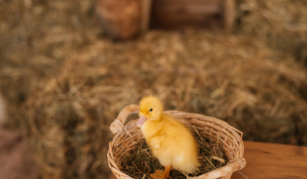 duckling in a basket with grass 