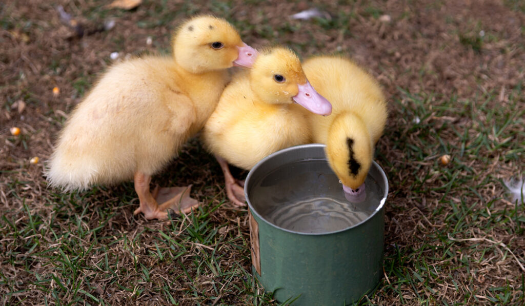 ducklings stand on the green spring grass and drink clean water from a tin 