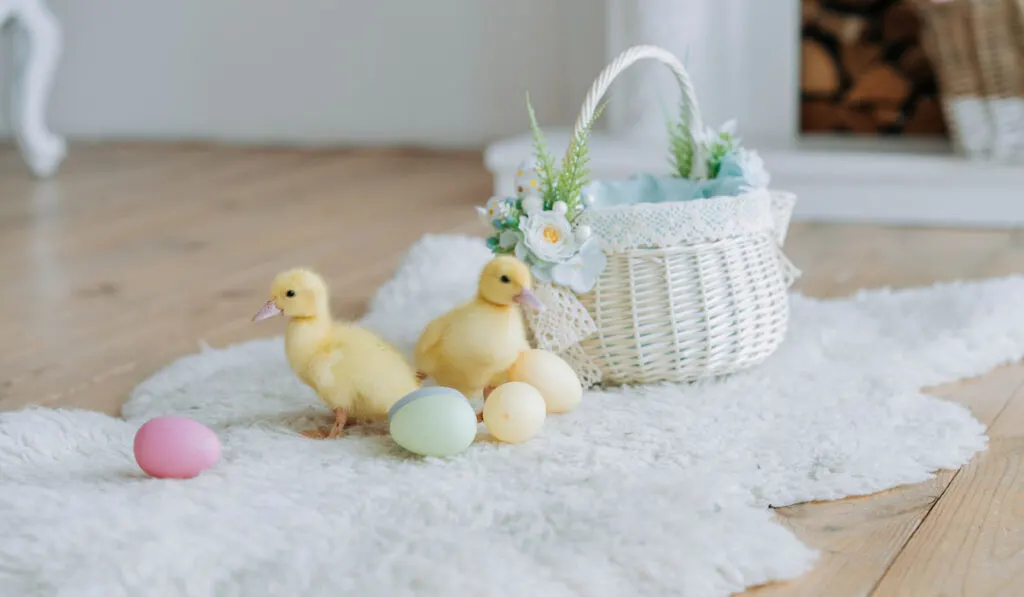 ducklins and easter eggs inside the house on white cloth and basket 