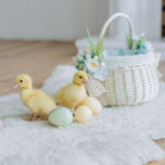Ducks as Indoor Pets - Tips and Tricks