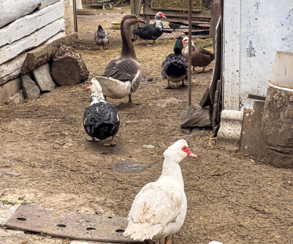ducks and chickens in the farm 