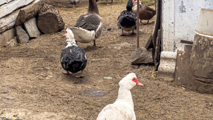 ducks-and-chickens-in-the-farm