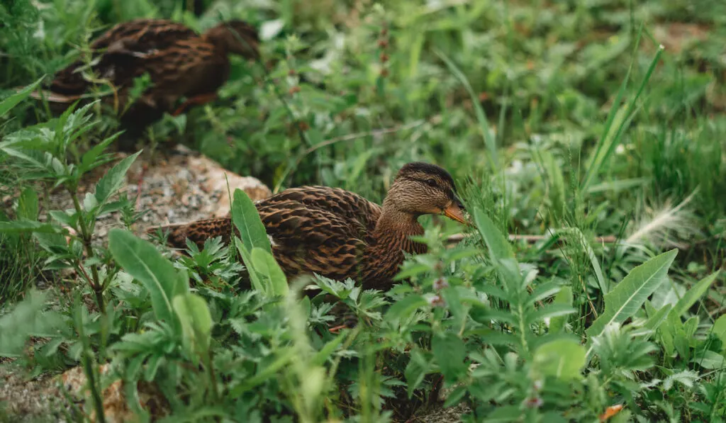 ducks on grass field 