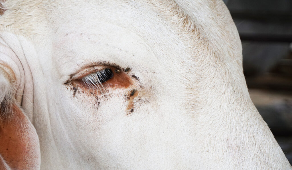 eye of cow closeup photo with ticks 