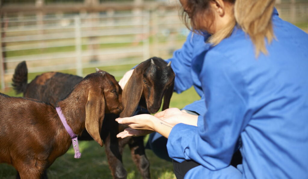 farm workers tending to goats 