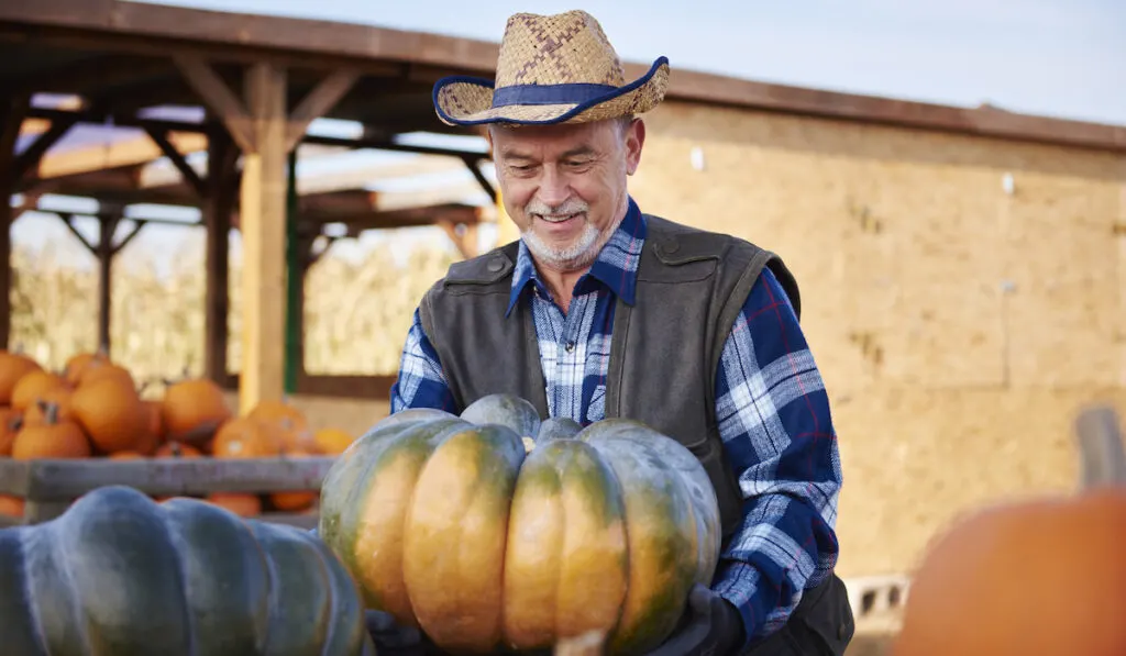 farmer checking newly harvested pumpkin, storage bay with many pumpkins in the background
