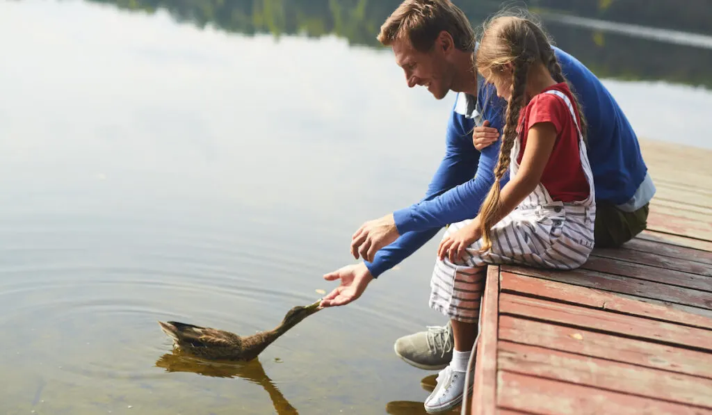 father and daughter enjoying moment with duck on a pond 