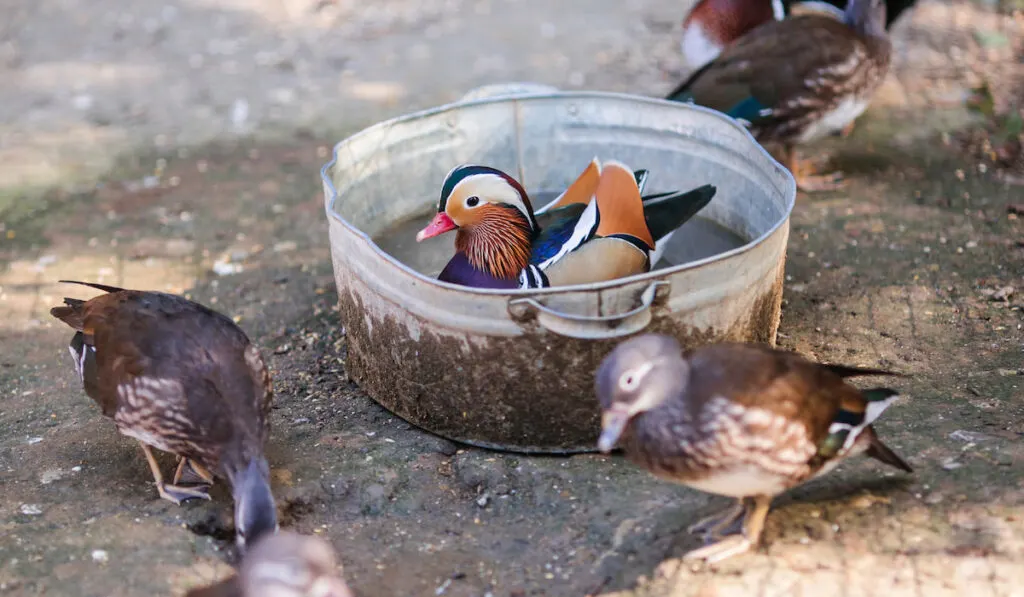 feeding ducks on the farm 