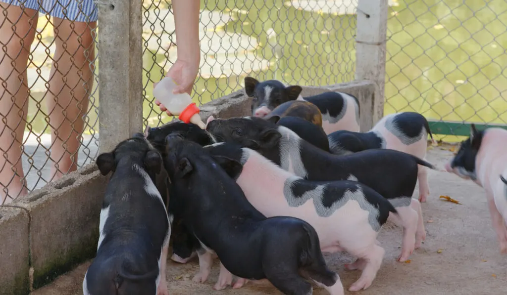 feeding little pigs milk at the farm 