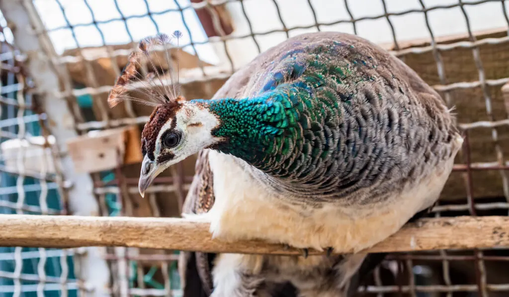 female peacock in zoo cage 