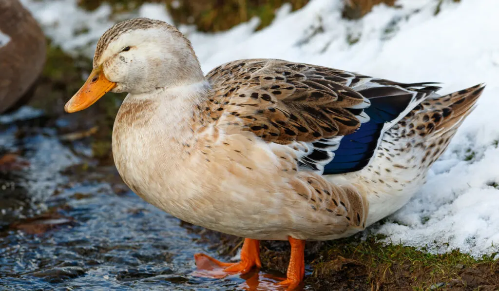 female silver Appleyard duck standing near pond and snow field