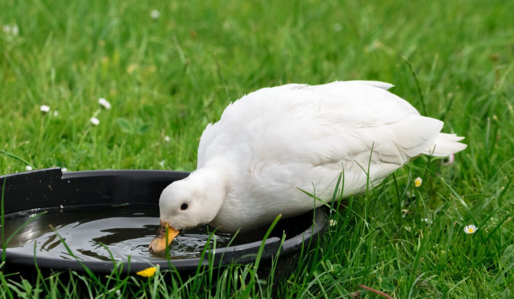 female white call duck drinking water out of a watering dish