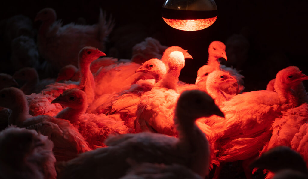 flock of small turkeys under the heat lamp 