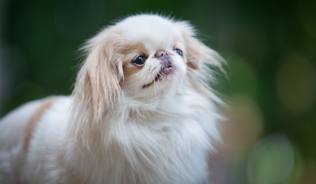 fluffy long-haired dog of the Japanese chin breed