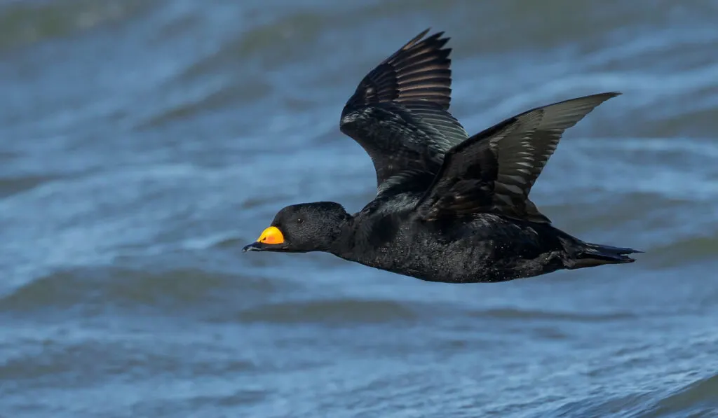 flying Black Scoter duck 