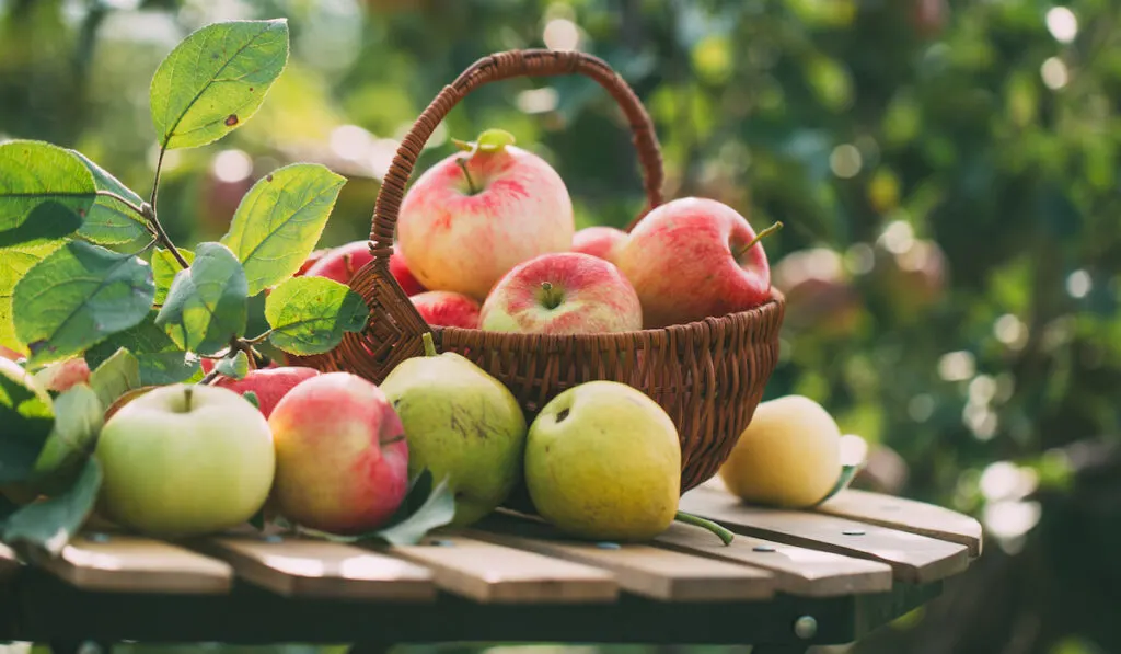 fresh red and green apples on a basket and wooden table 