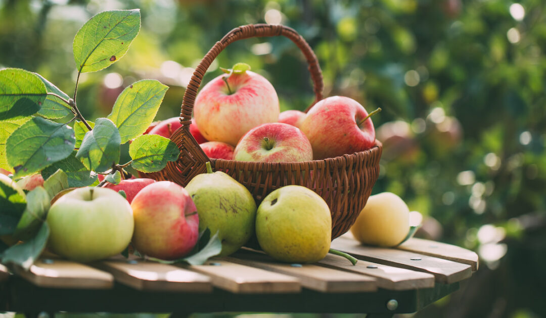 What Fruits Can Pigs Eat? Farmhouse Guide