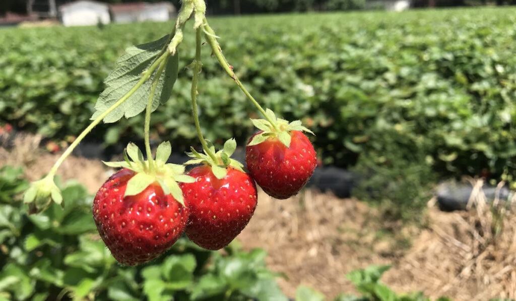 fresh strawberries on strawberry farm 
