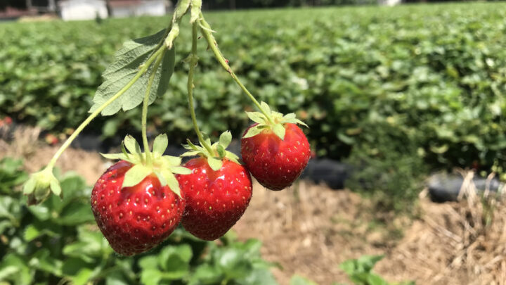 fresh strawberries on a strawberry farm