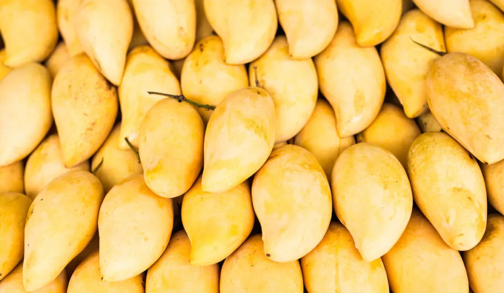 fresh yellow mango