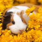 Ultimate Guide to Raising Guinea Pigs for Meat