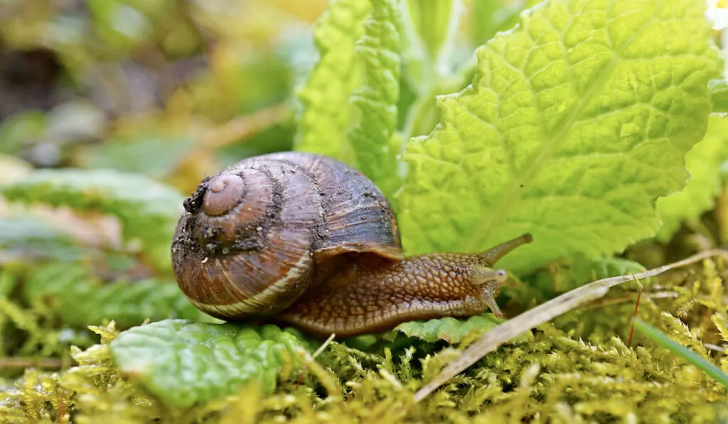 garden snail on the ground