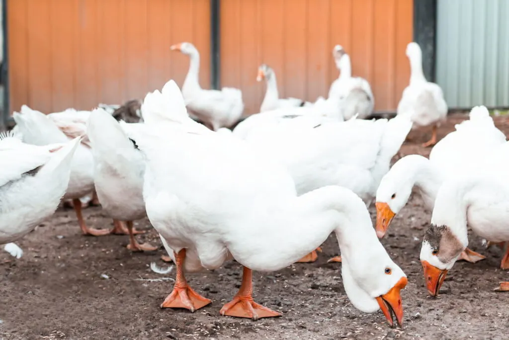 geese eating food outdoors