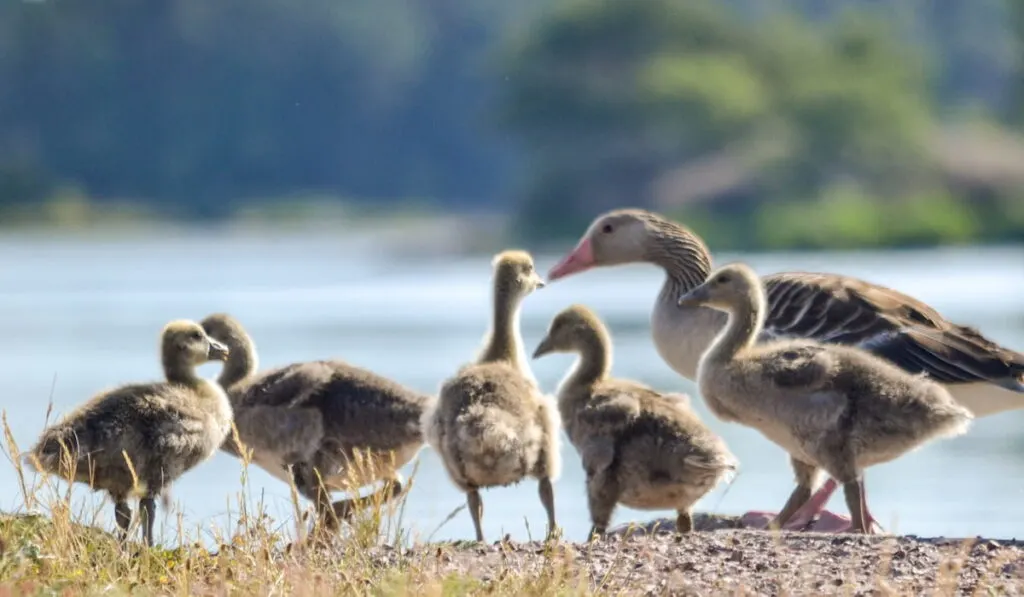 geese family near the lake