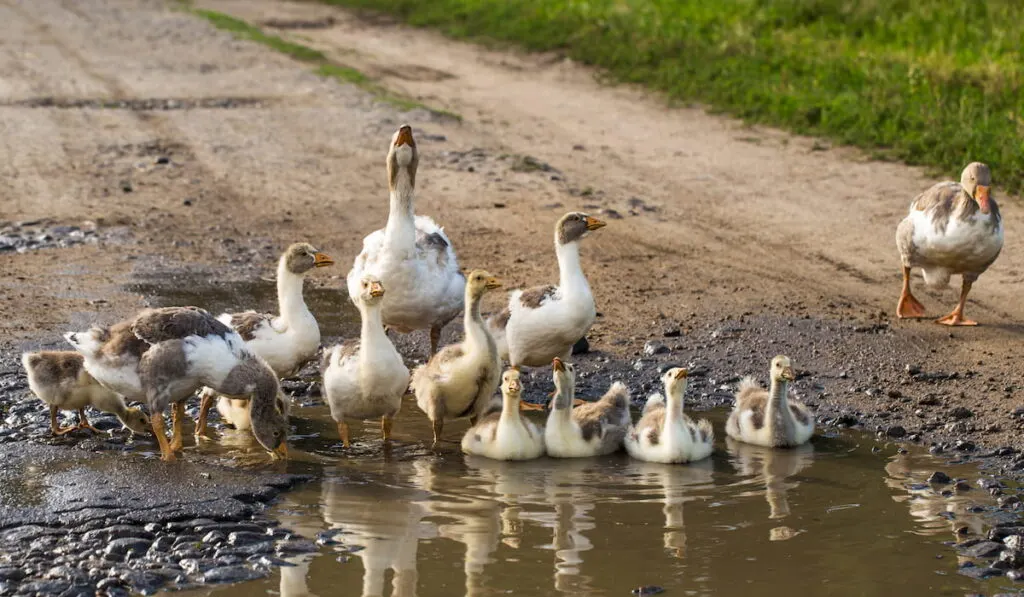 geese out of the water 