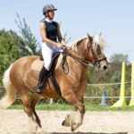 Ultimate Guide To Raising Horses