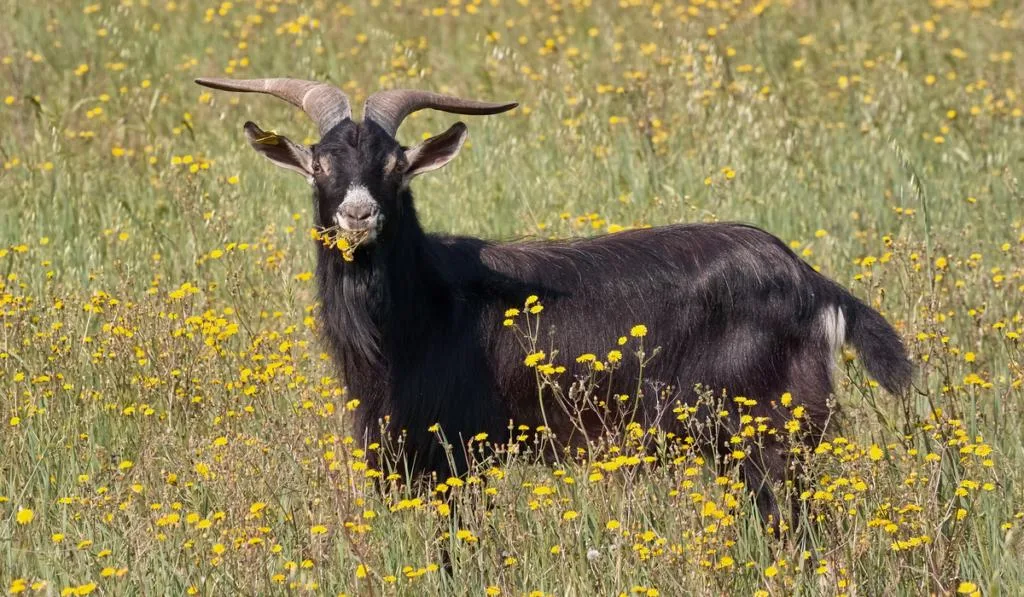 goat grazing in a meadow of yellow flowers
